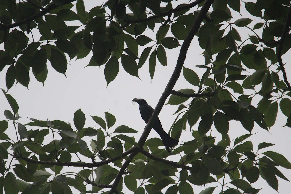 Hair-crested Drongo - ML620174426