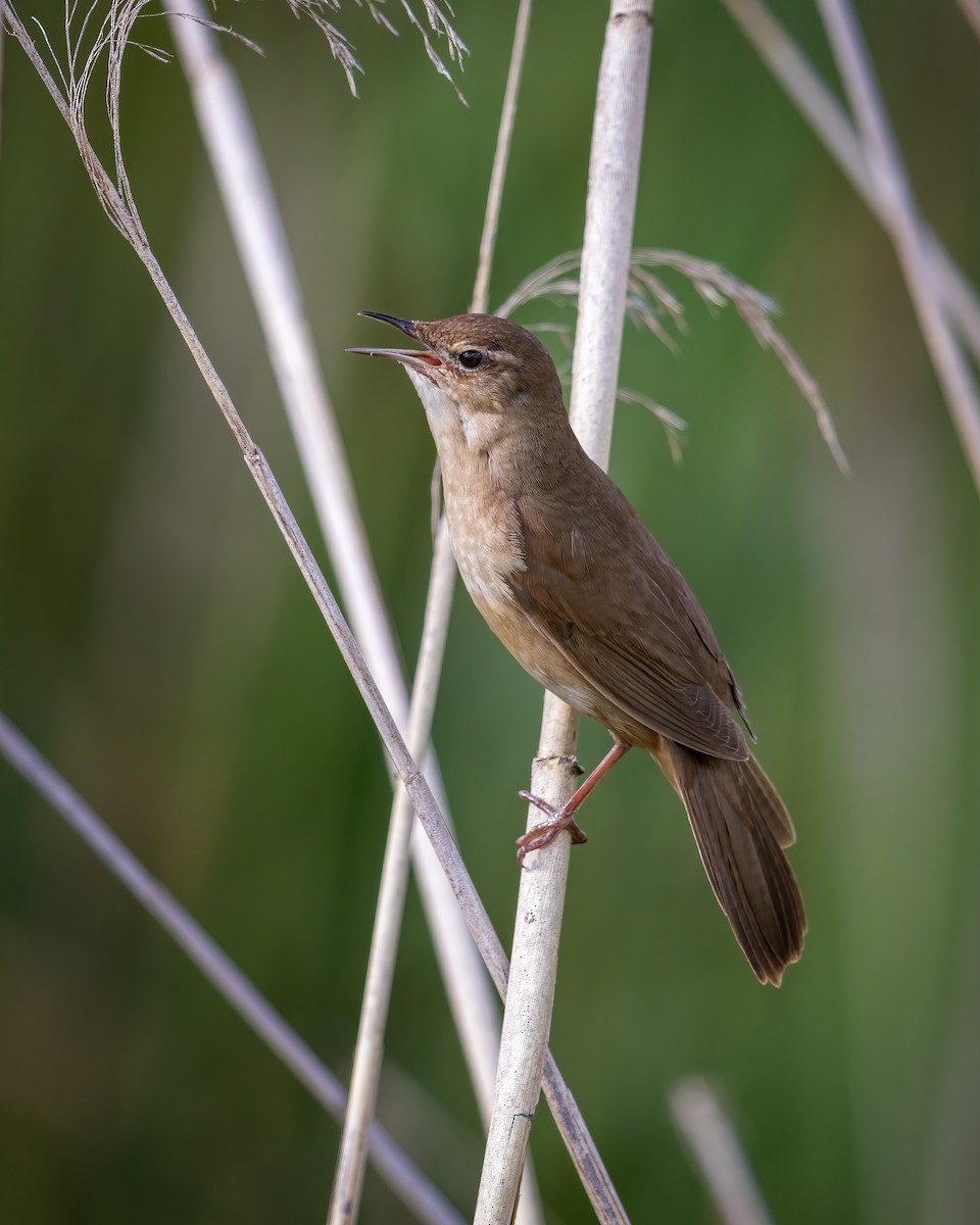 Savi's Warbler - ML620174427