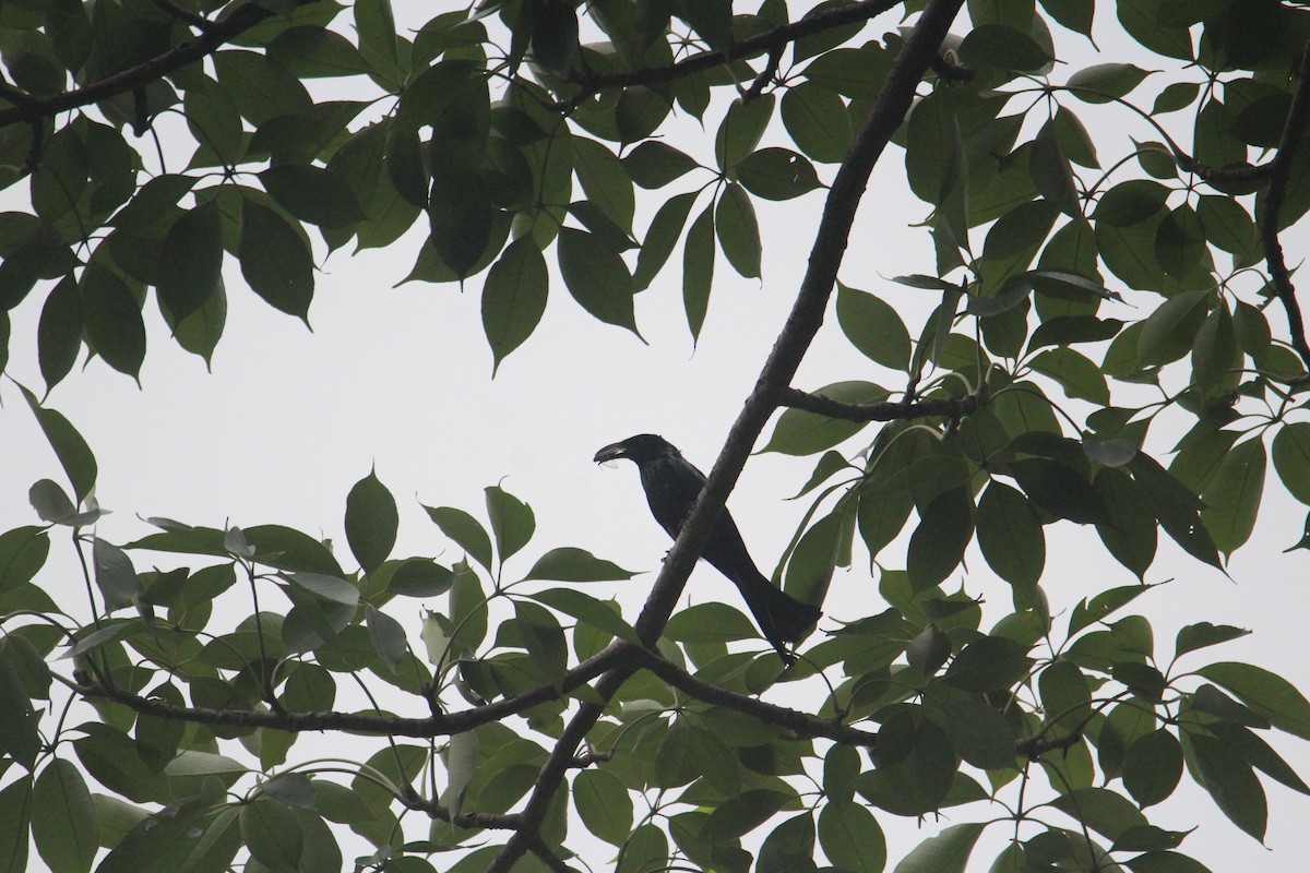 Hair-crested Drongo - ML620174429