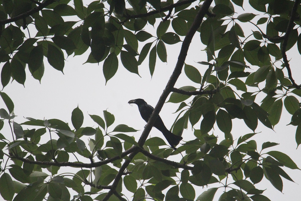 Hair-crested Drongo - ML620174432