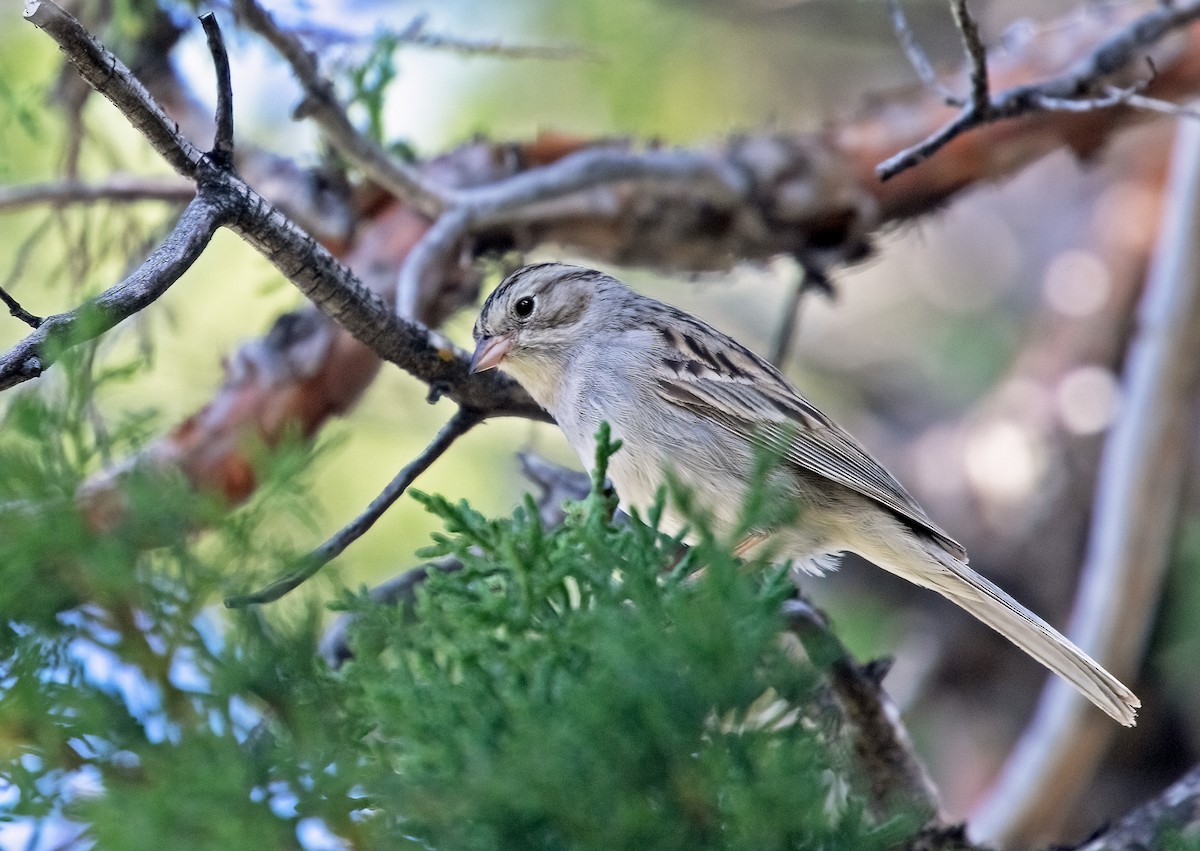 Brewer's Sparrow - ML620174436