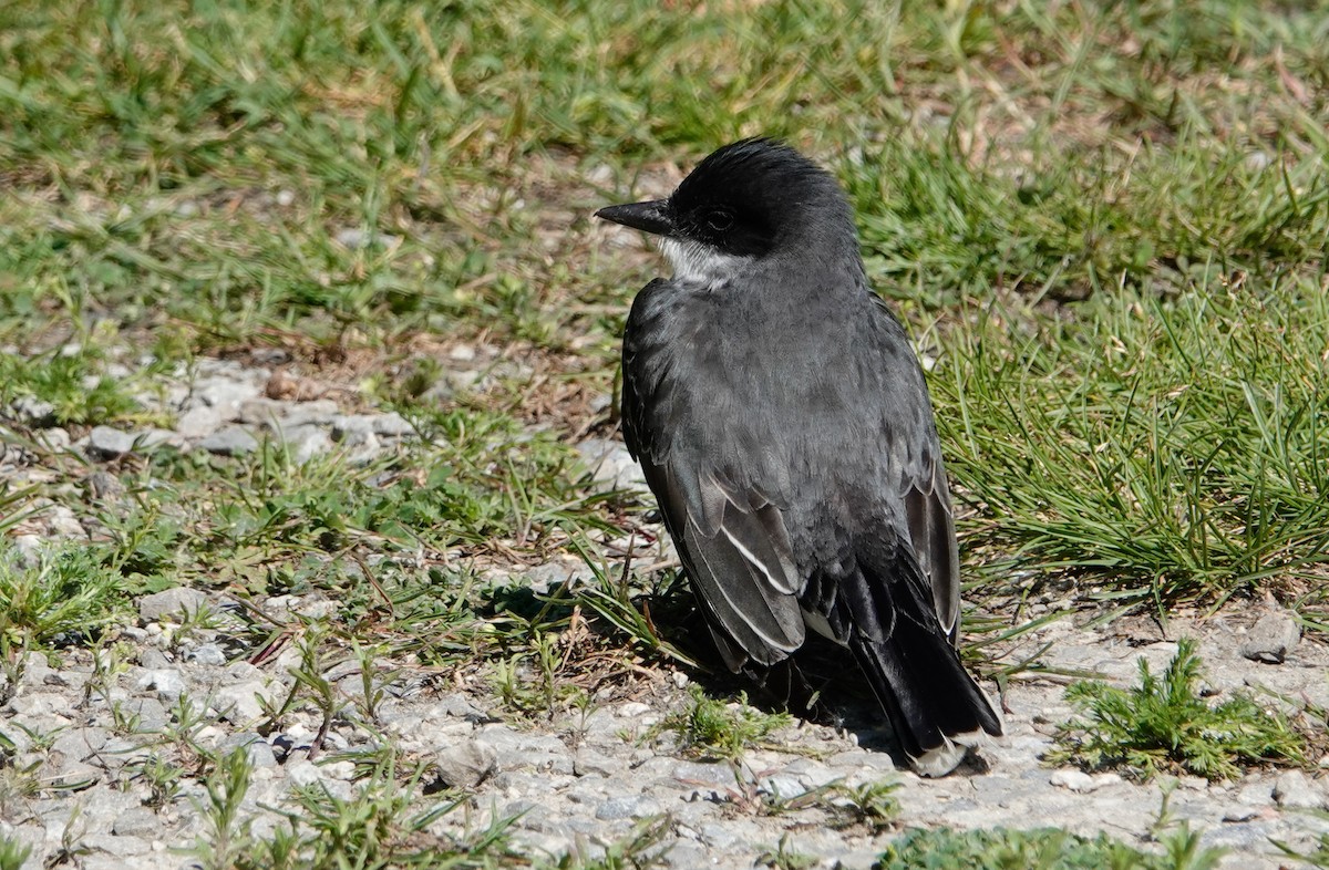 Schieferrücken-Königstyrann - ML620174438