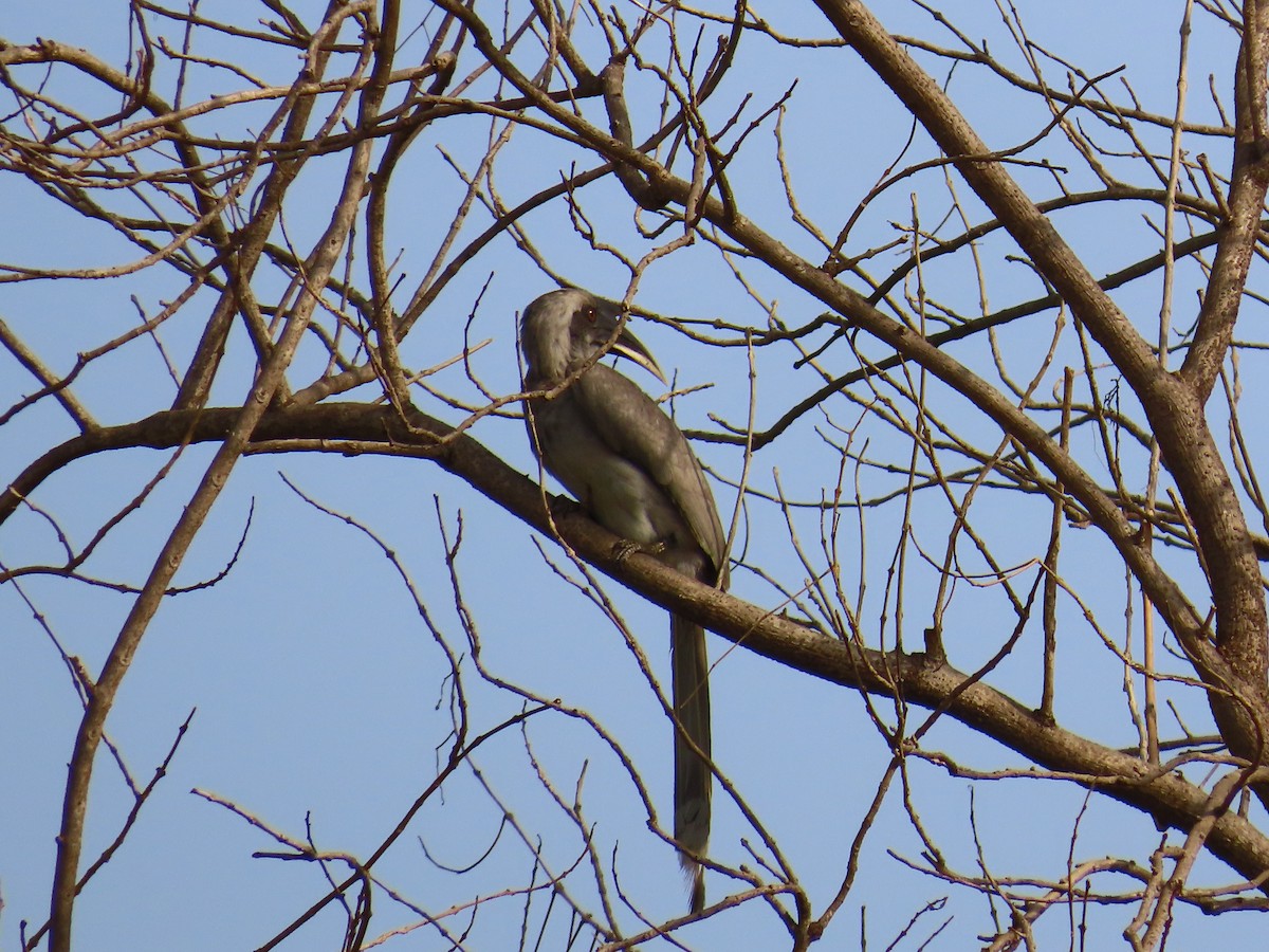 Indian Gray Hornbill - ML620174445