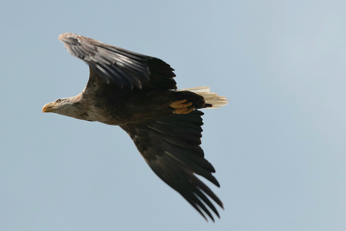 White-tailed Eagle - ML620174447