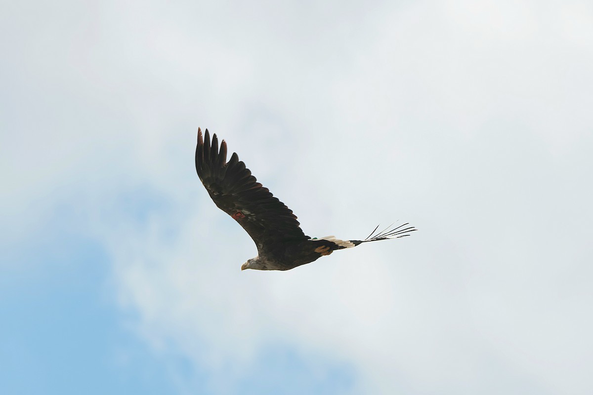 White-tailed Eagle - ML620174448