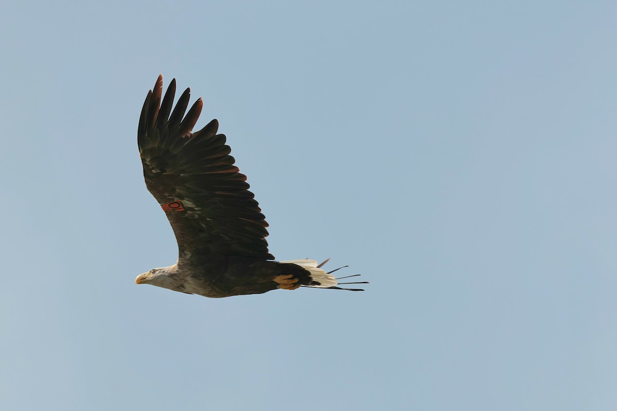 White-tailed Eagle - ML620174449