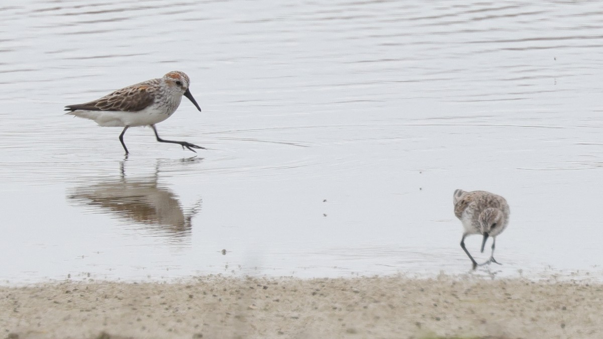 Western Sandpiper - ML620174455