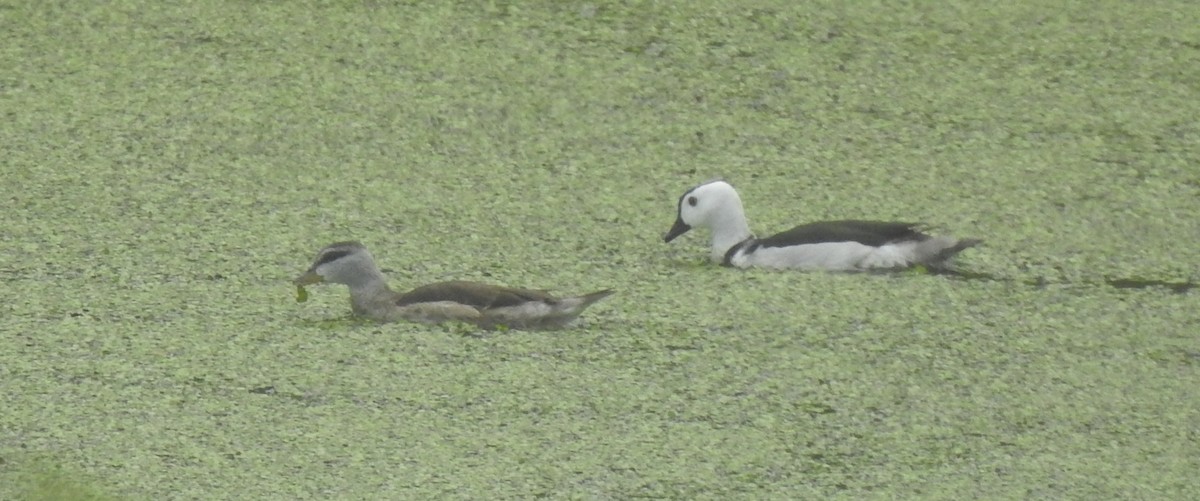 Cotton Pygmy-Goose - ML620174476