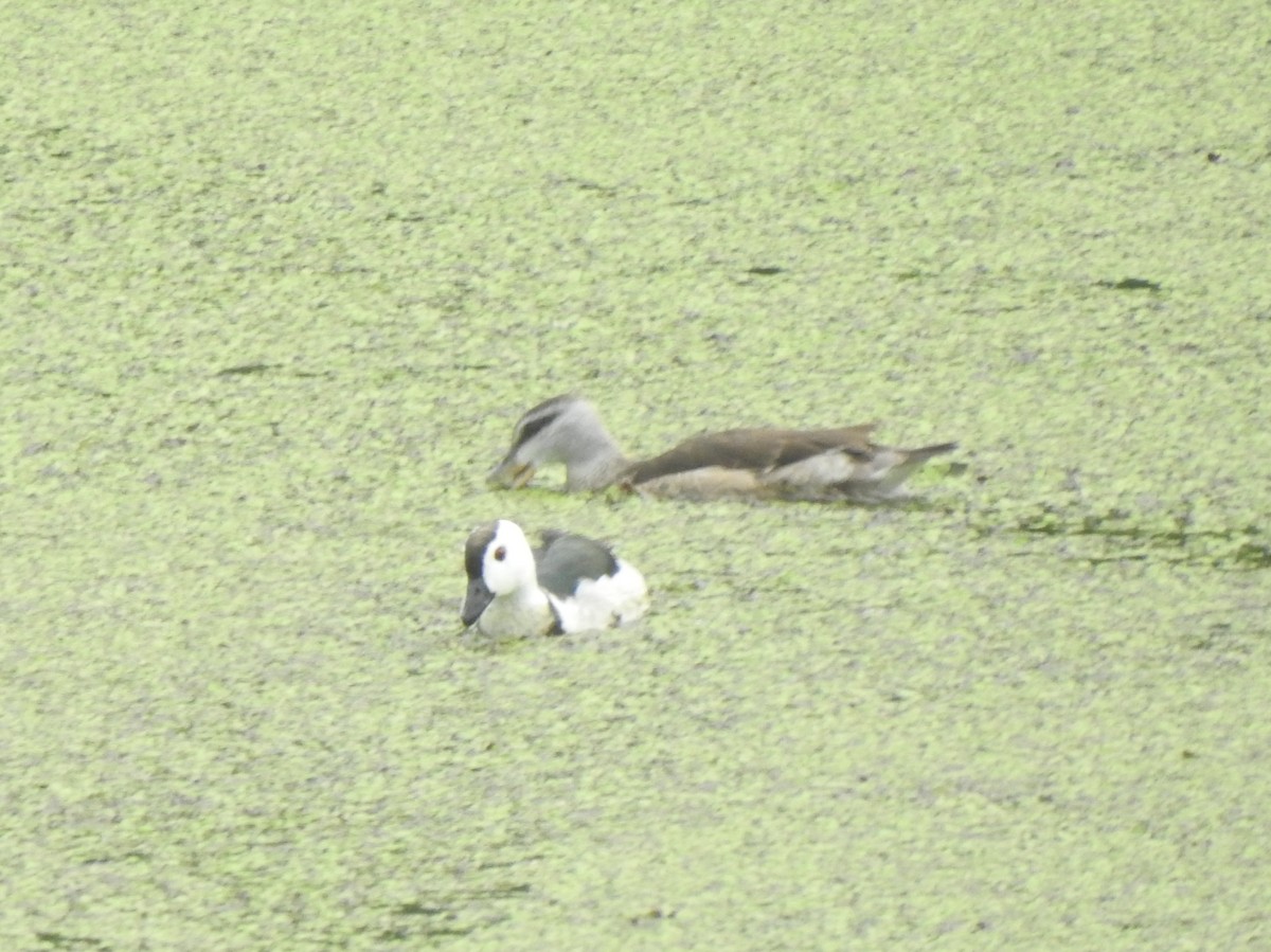 Cotton Pygmy-Goose - ML620174478