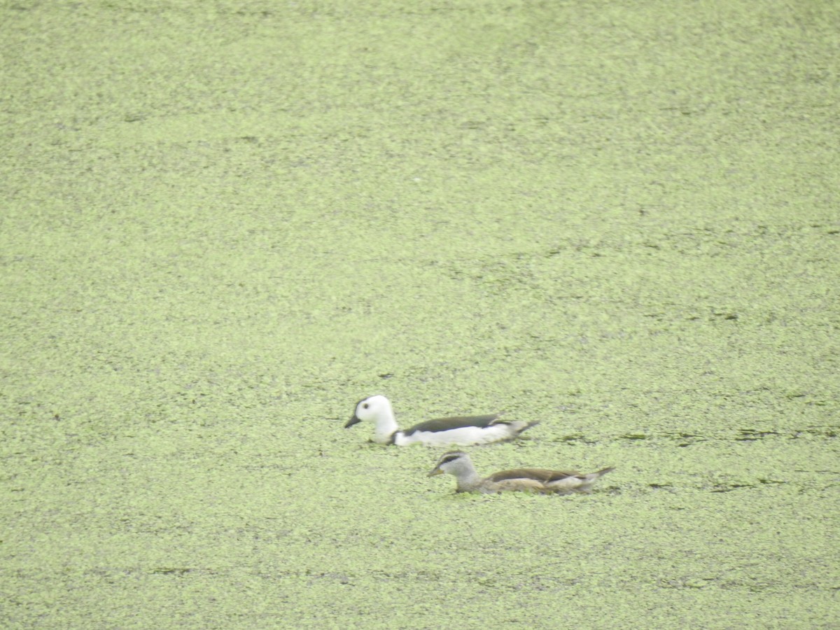 Cotton Pygmy-Goose - ML620174481