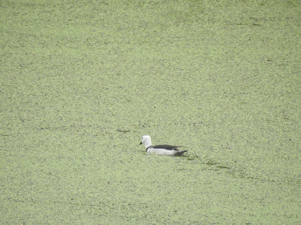 Cotton Pygmy-Goose - ML620174485