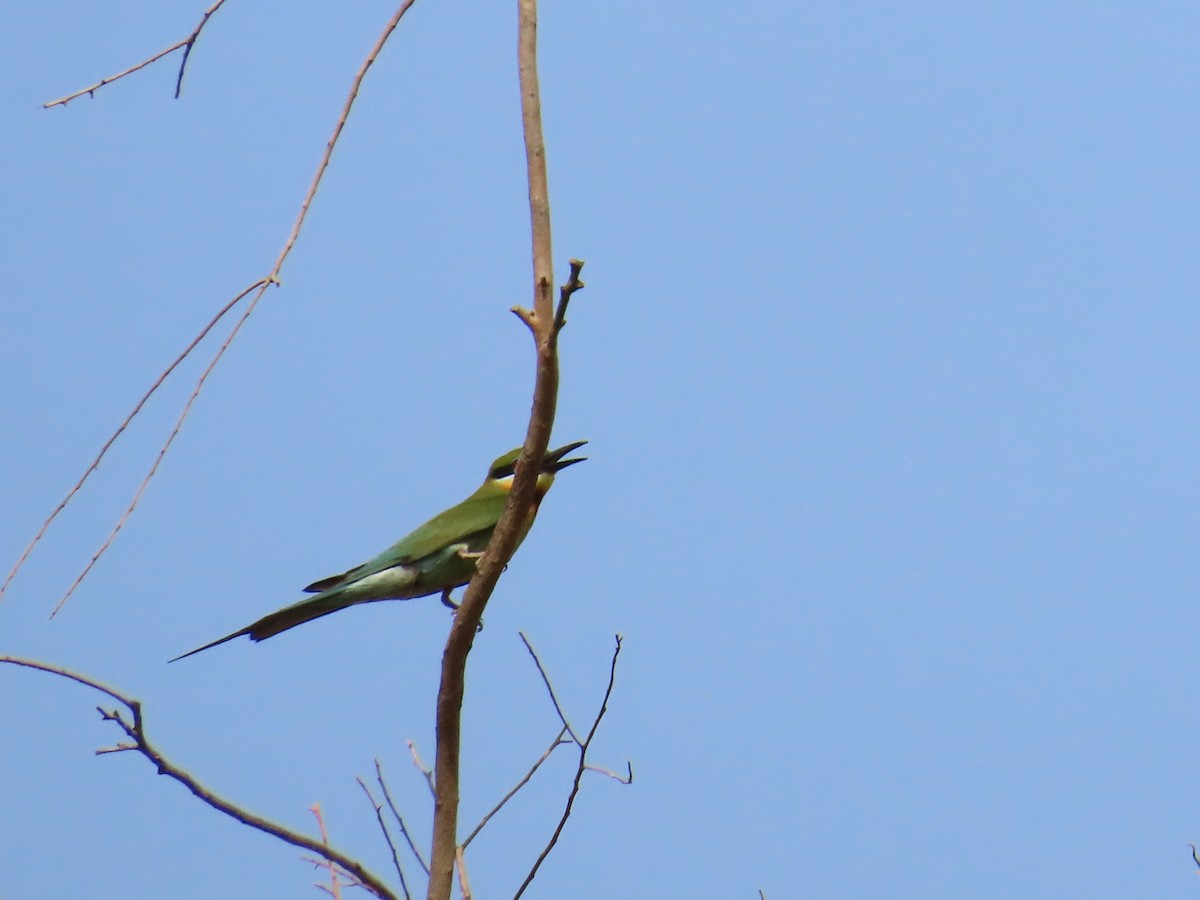 Blue-tailed Bee-eater - ML620174494