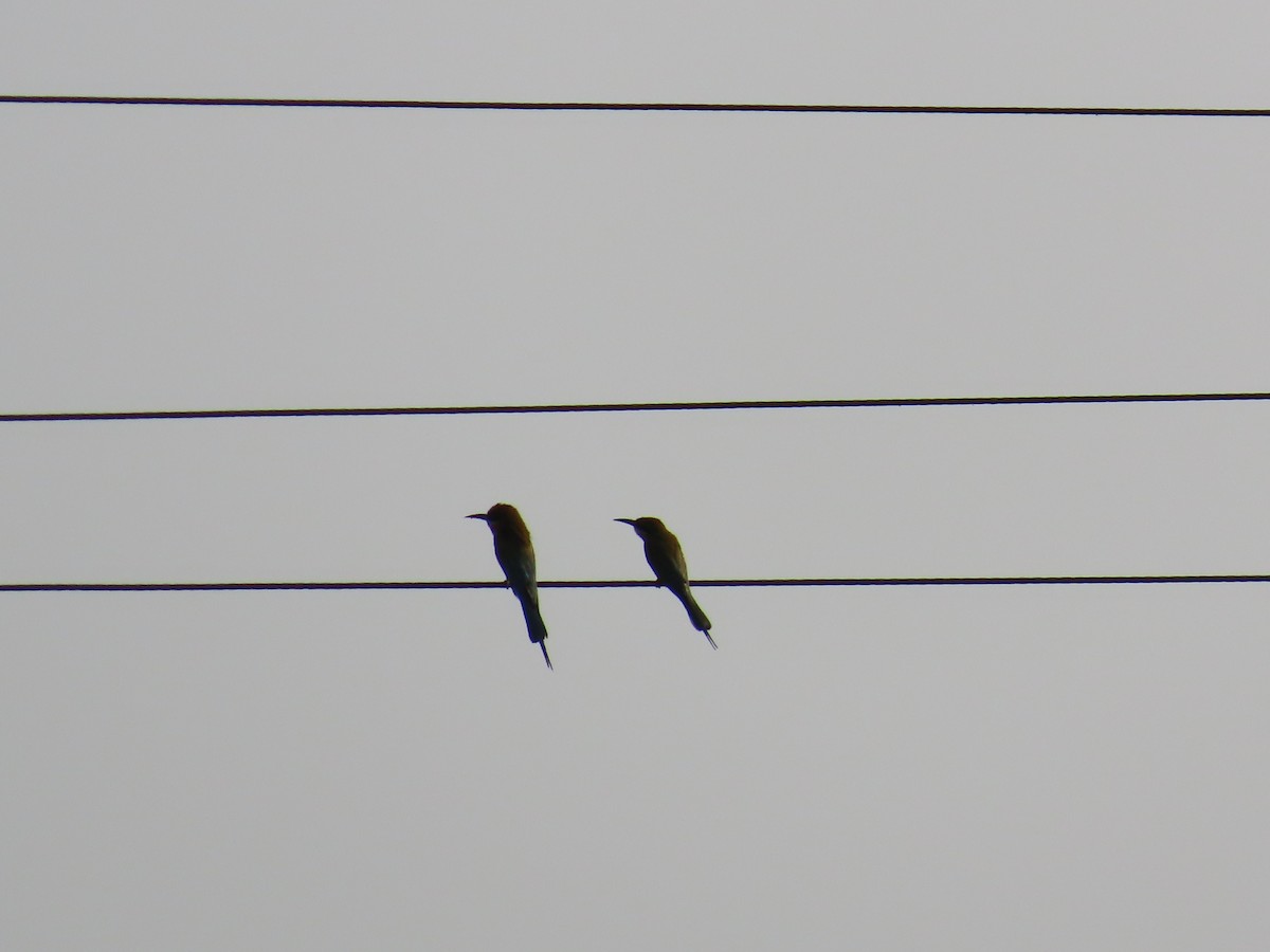 Blue-tailed Bee-eater - ML620174496