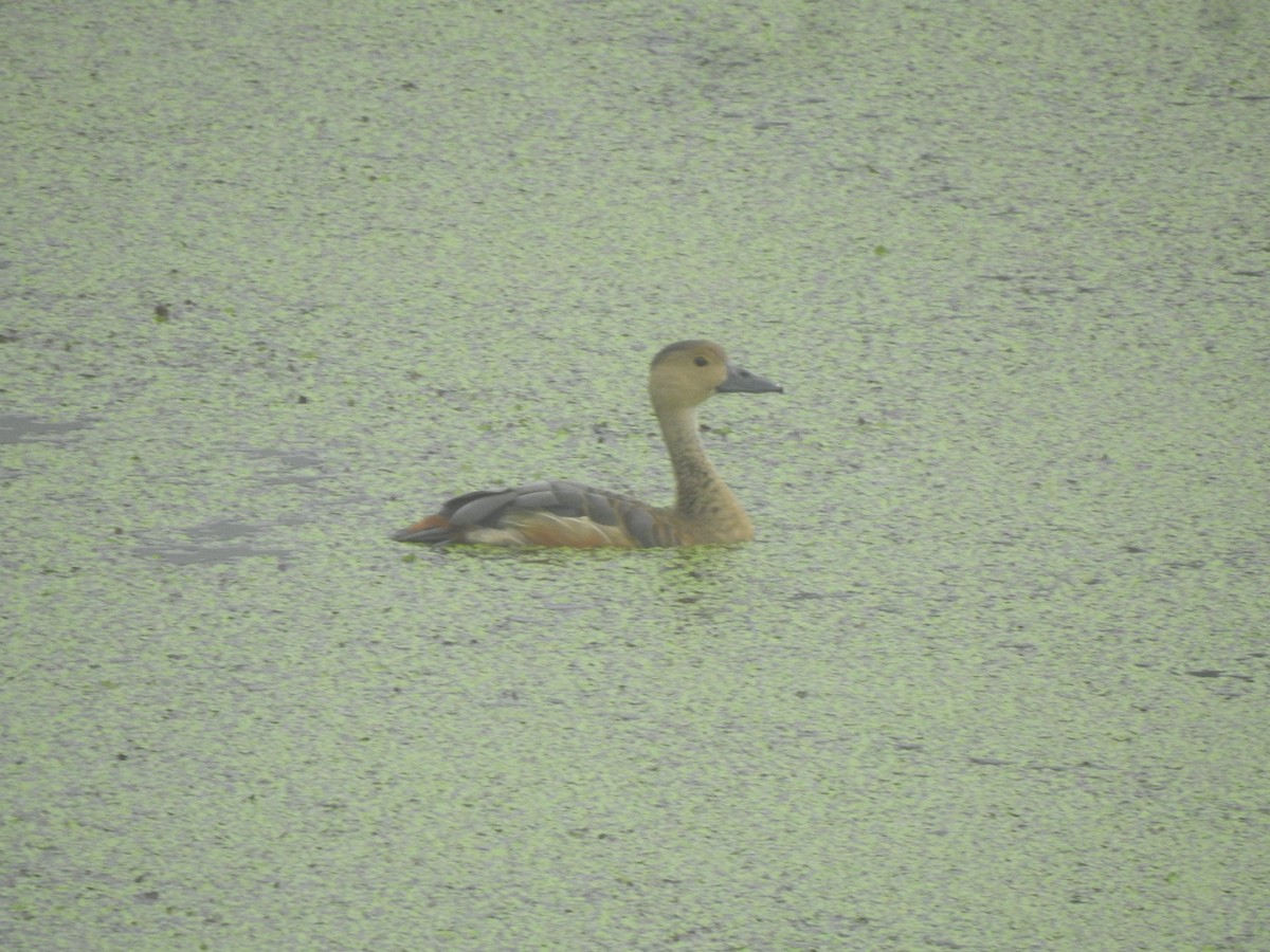 Lesser Whistling-Duck - ML620174497