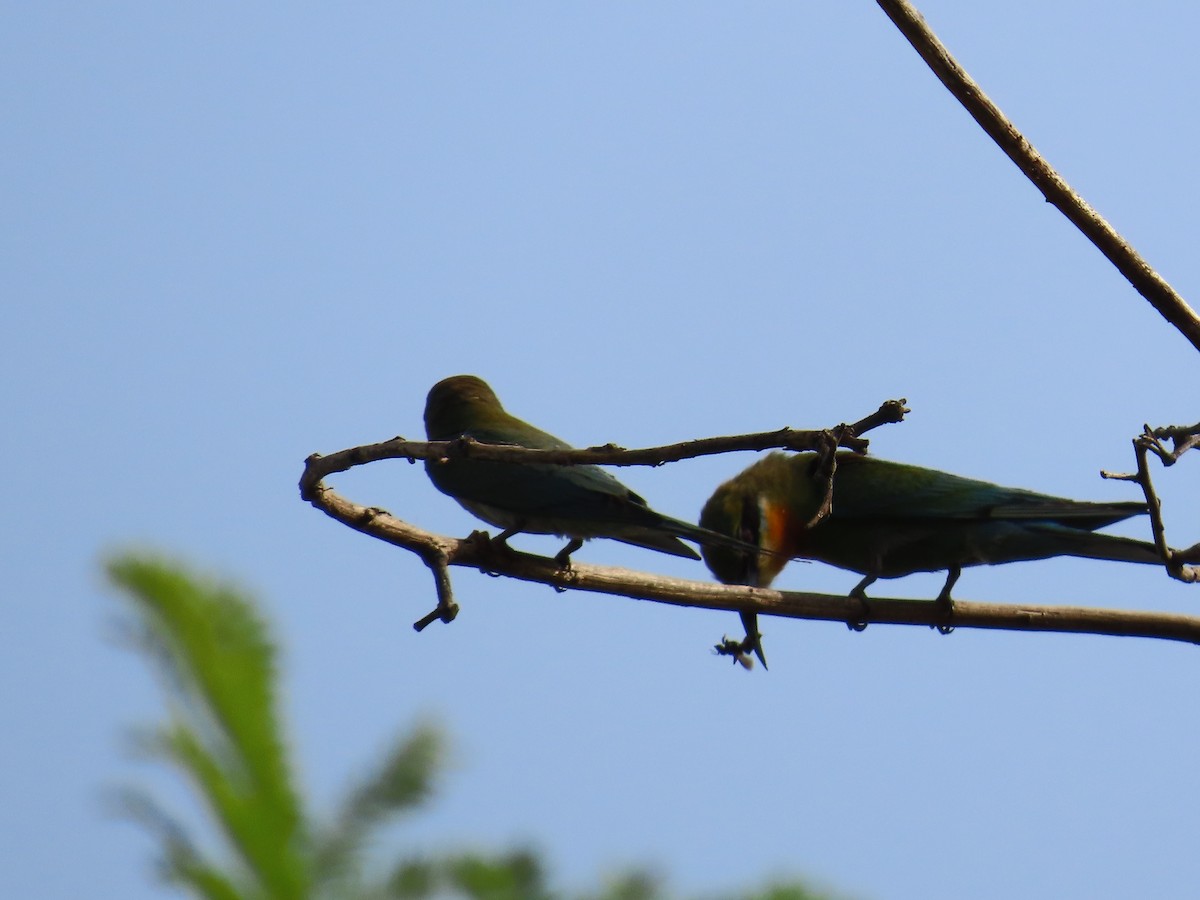 Blue-tailed Bee-eater - ML620174508