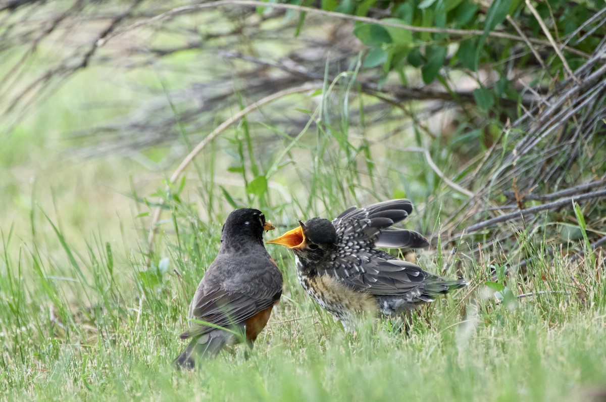 American Robin - ML620174512