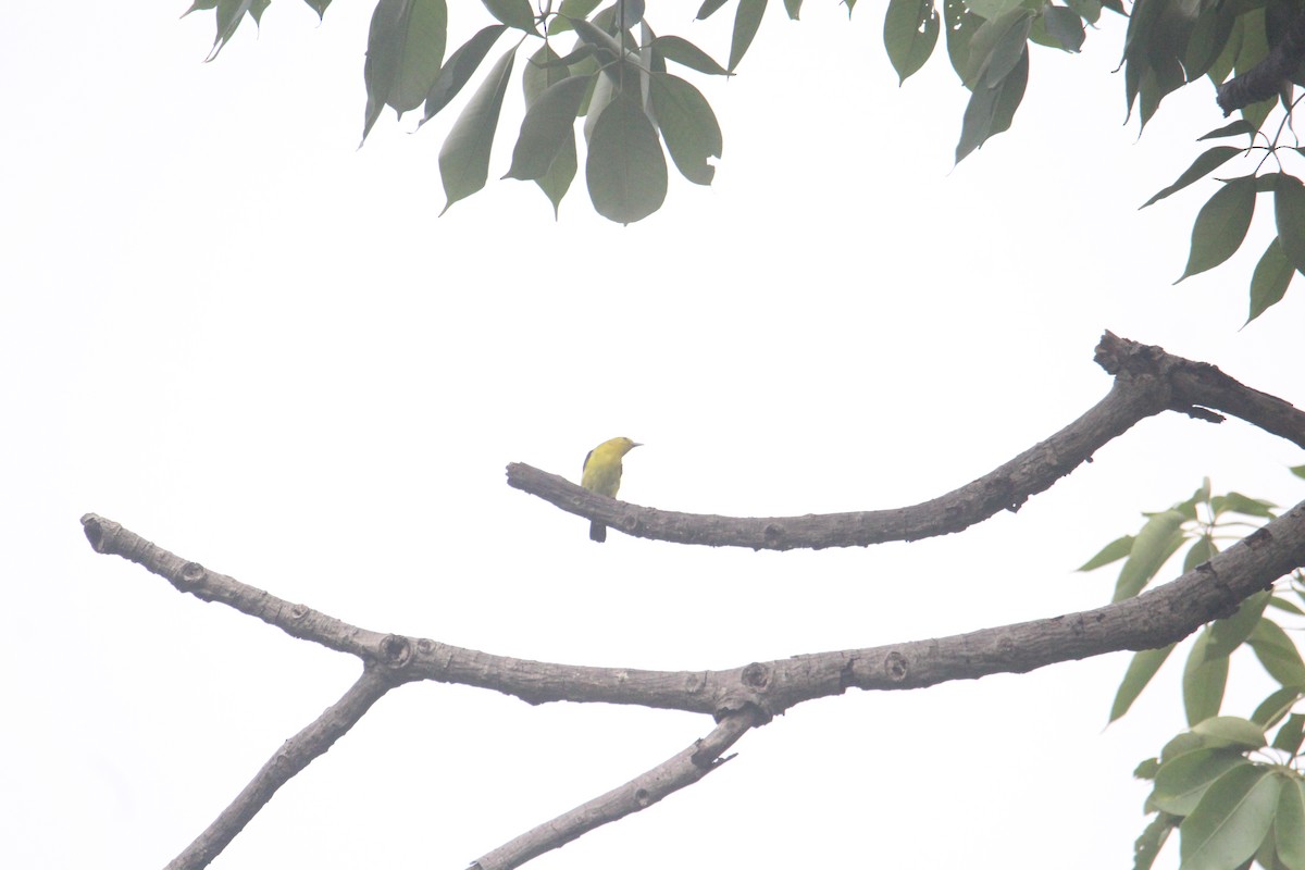 Indian Golden Oriole - ML620174515