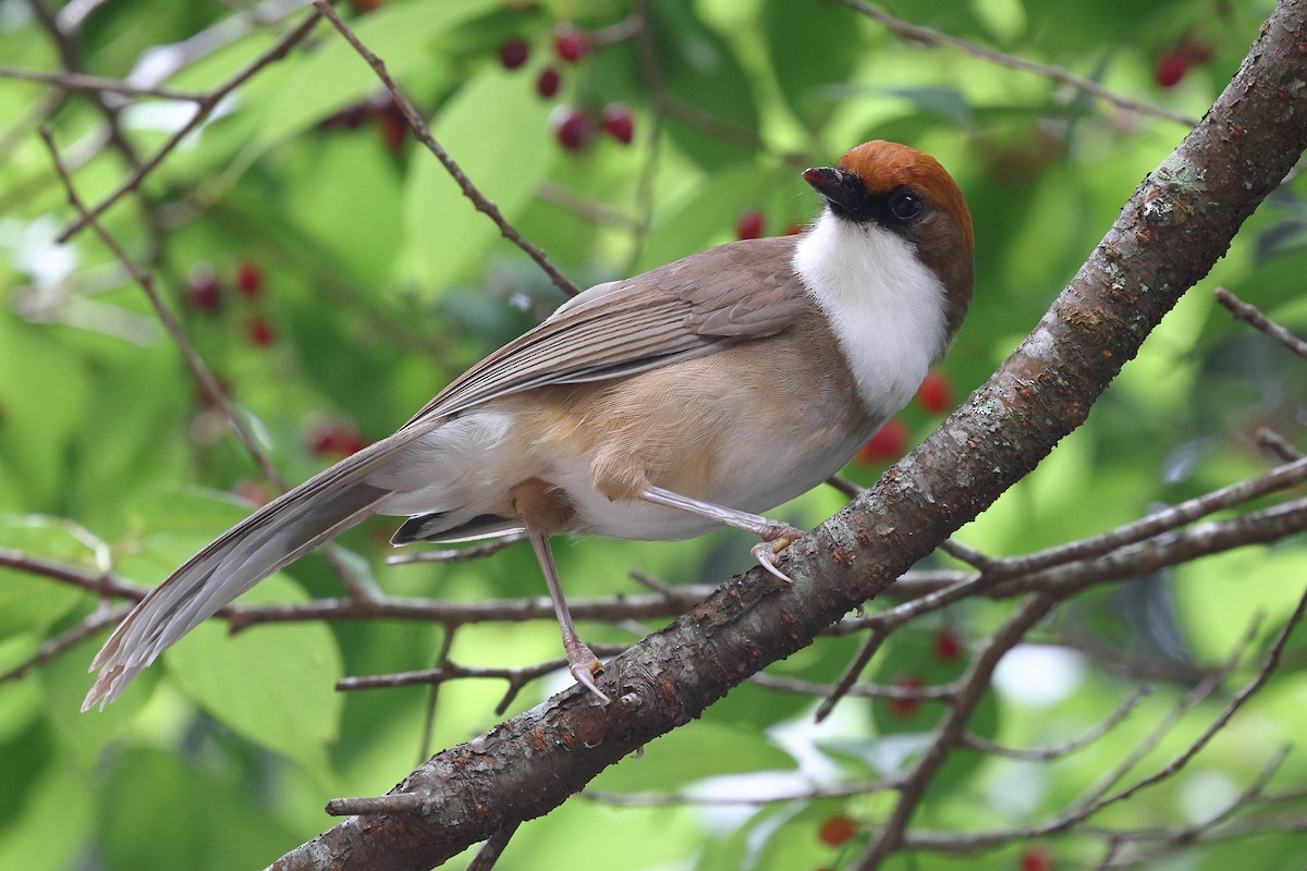 Rufous-crowned Laughingthrush - ML620174517