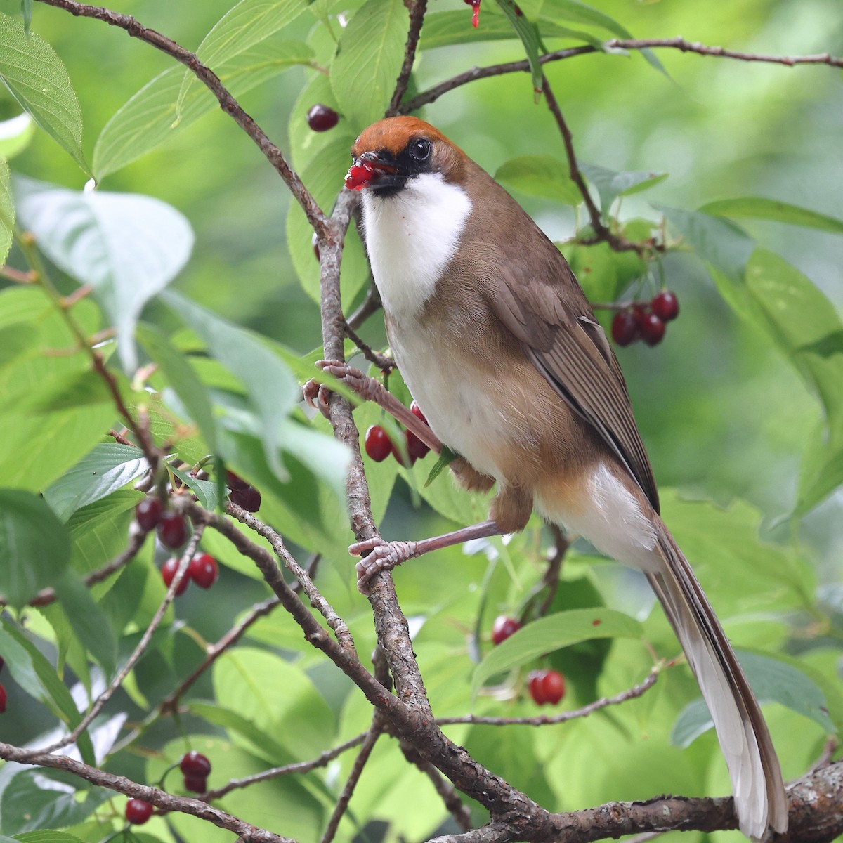 Rufous-crowned Laughingthrush - ML620174520