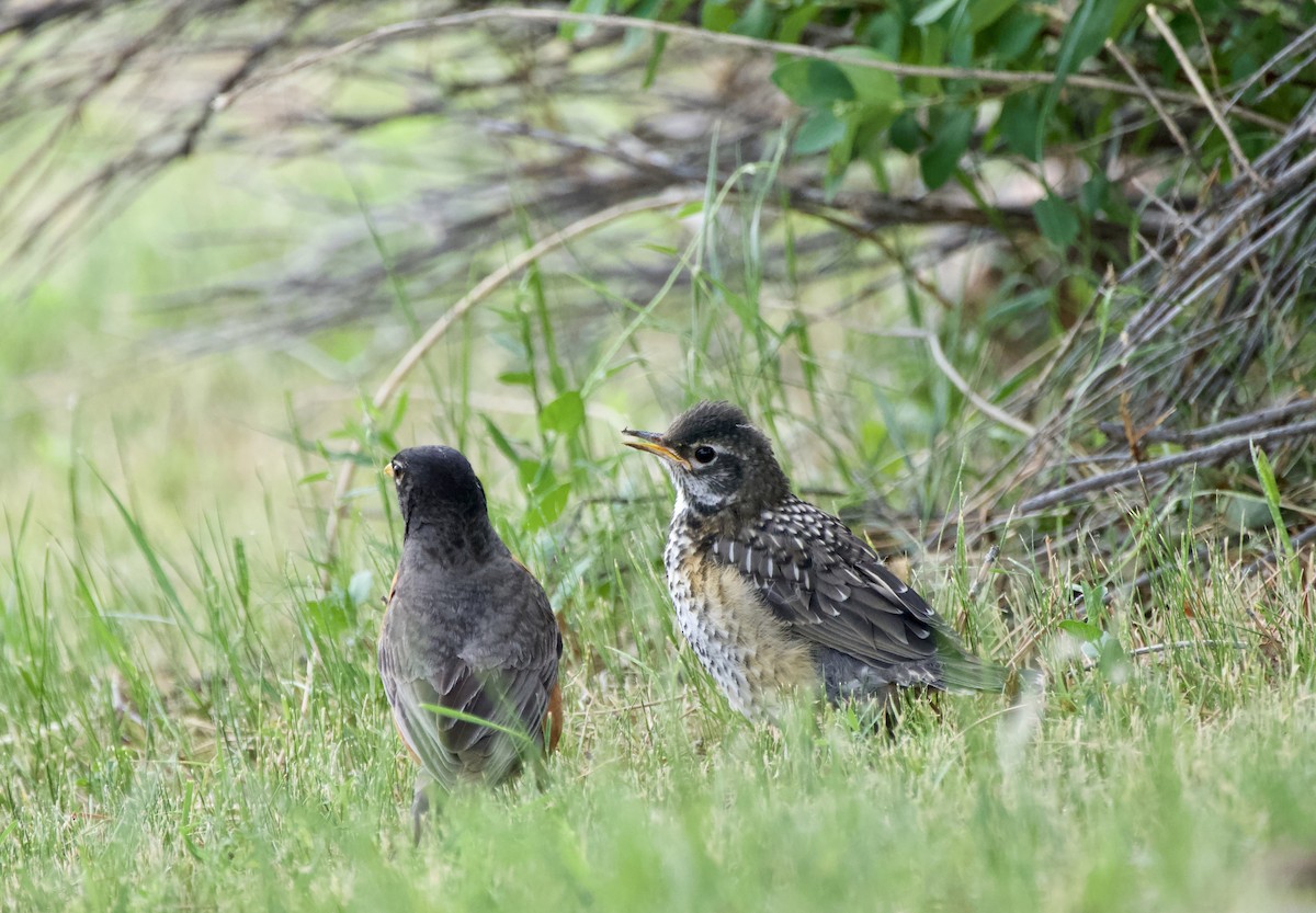 American Robin - ML620174522