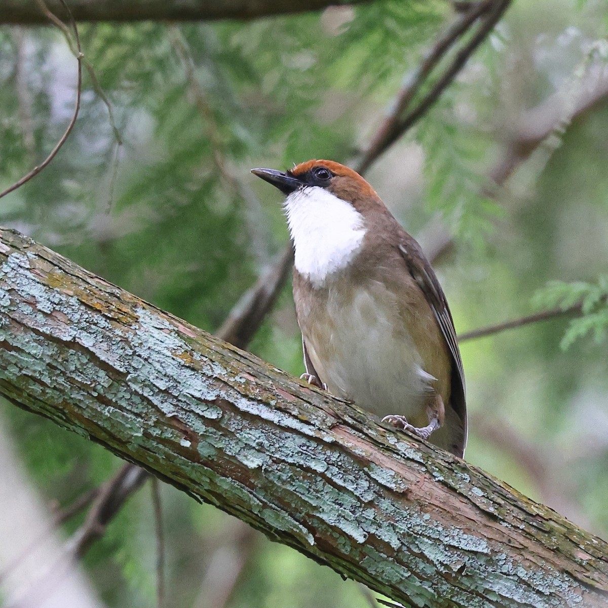 Rufous-crowned Laughingthrush - ML620174524