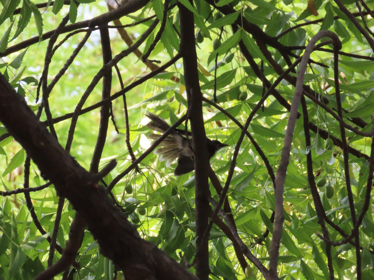 Spot-breasted Fantail - ML620174526