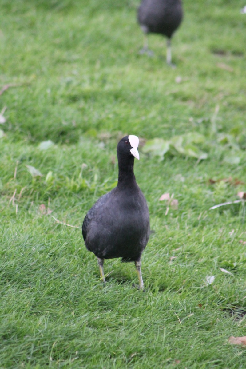 Eurasian Coot - ML620174529