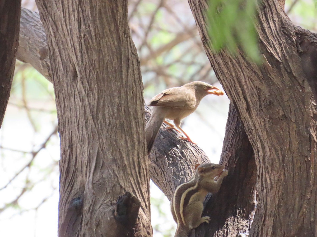 Jungle Babbler - ML620174548