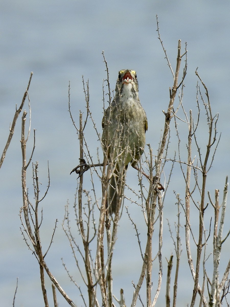 Seaside Sparrow - ML620174549