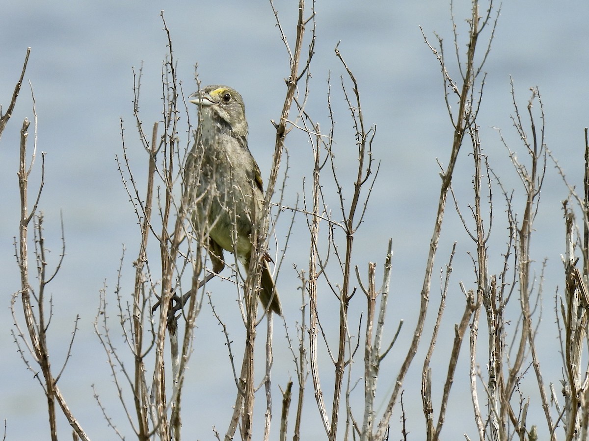 Seaside Sparrow - ML620174550