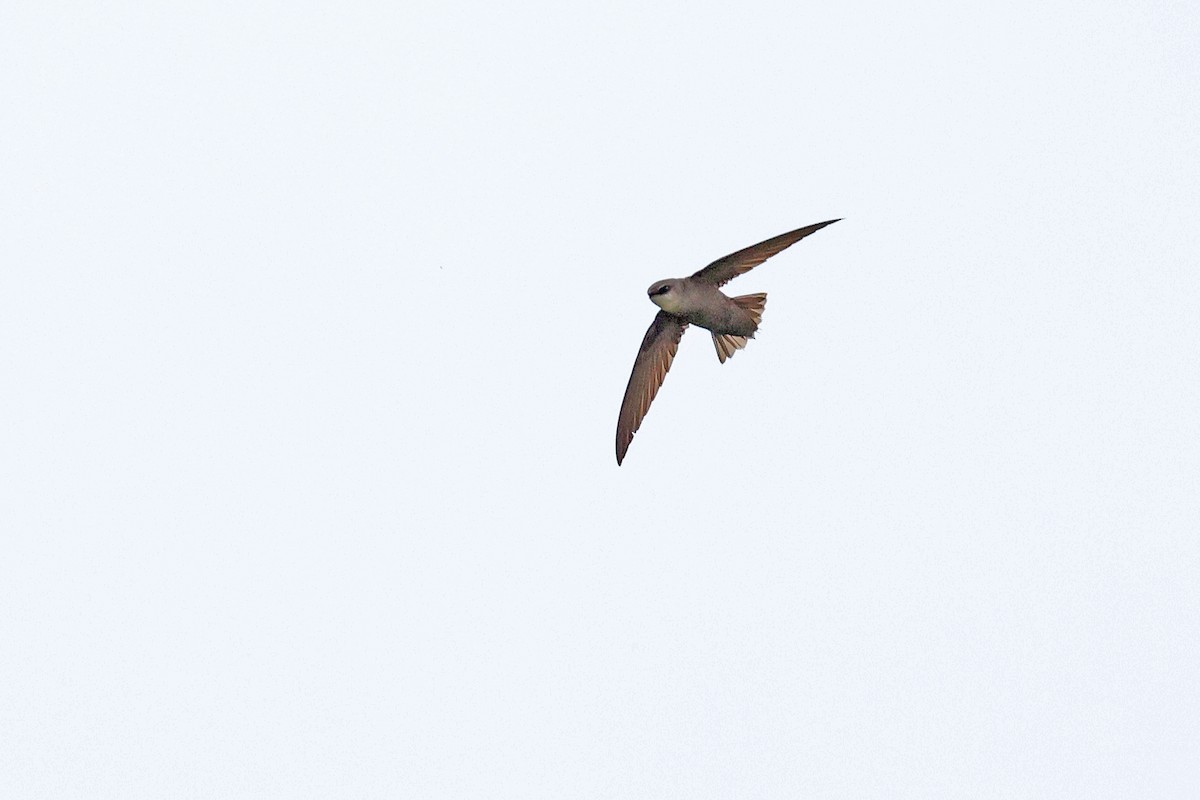 Chimney Swift - ML620174553