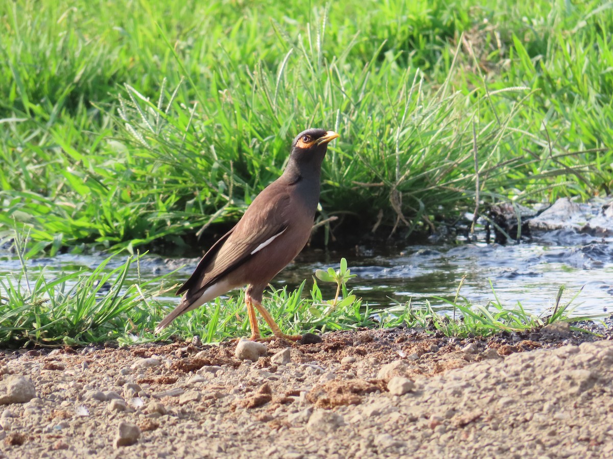 Common Myna - ML620174559