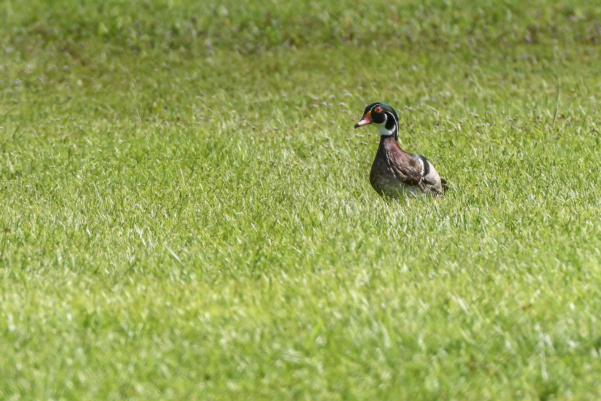 Wood Duck - ML620174560