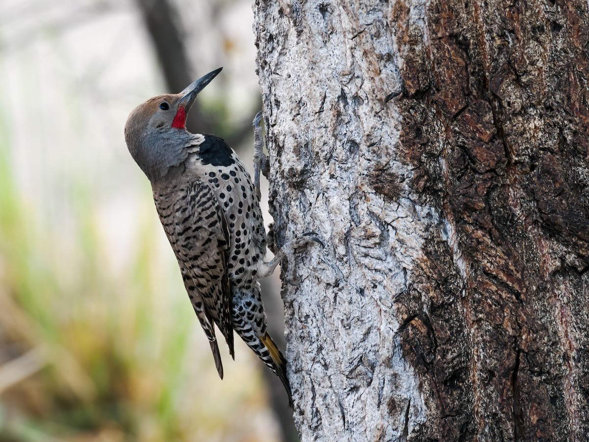 Gilded Flicker - ML620174563