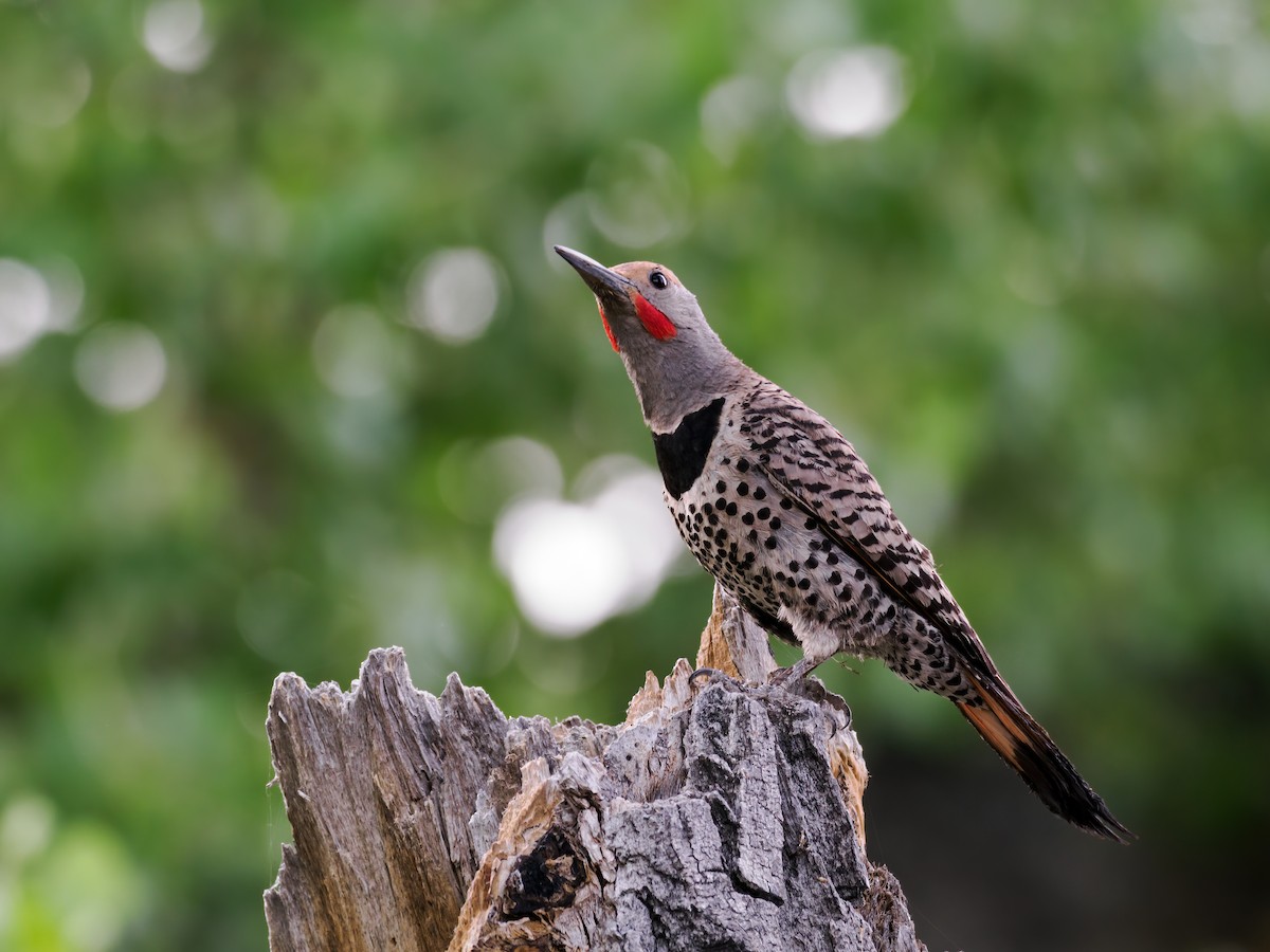 Northern Flicker (Red-shafted) - ML620174570