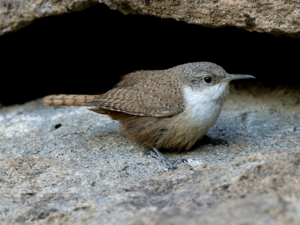 Canyon Wren - ML620174577