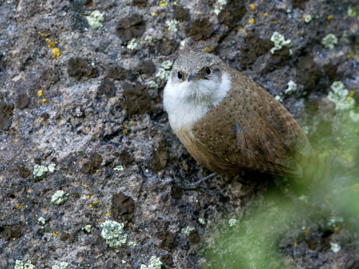 Canyon Wren - ML620174578