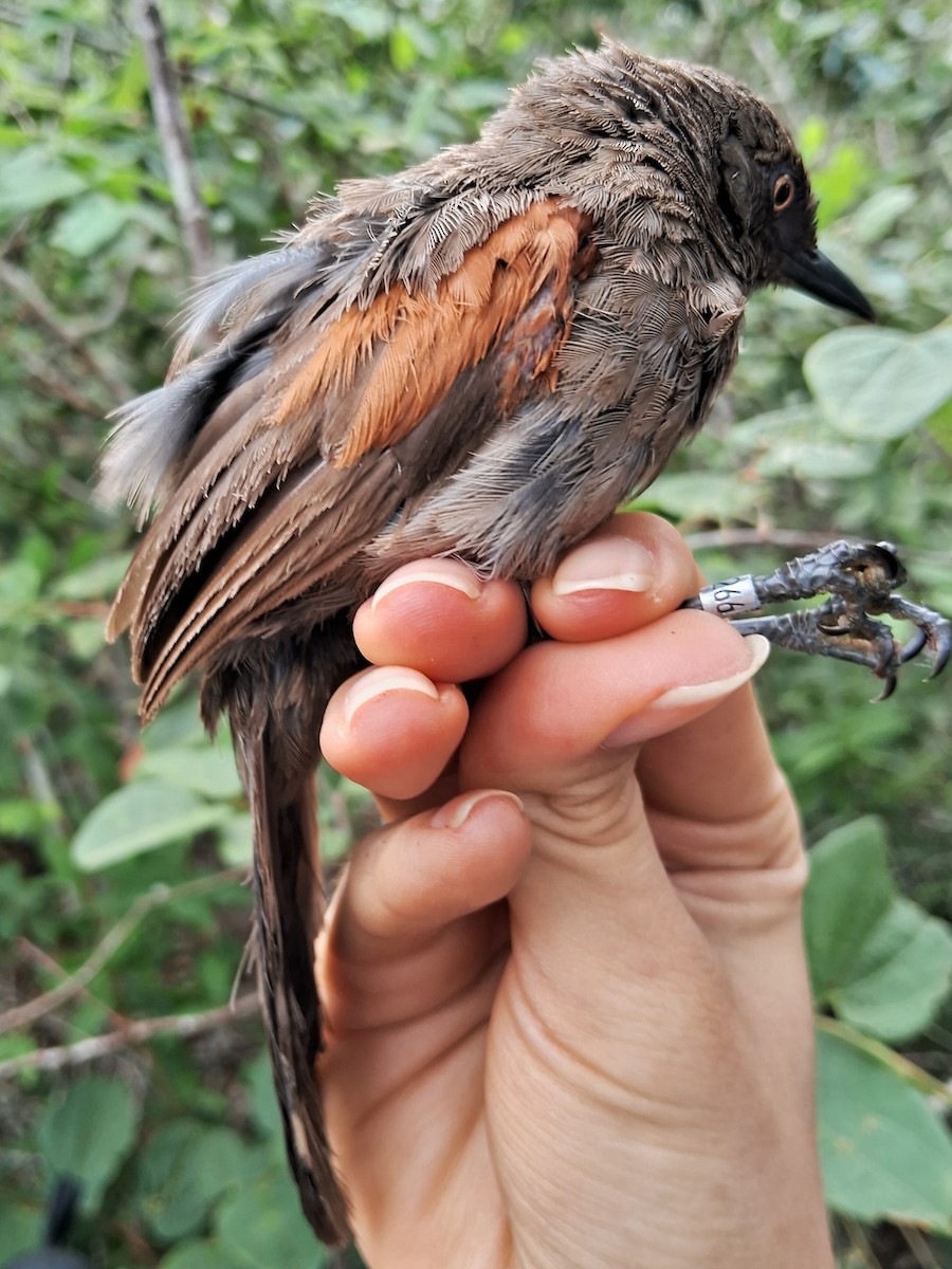 Red-shouldered Spinetail - ML620174581