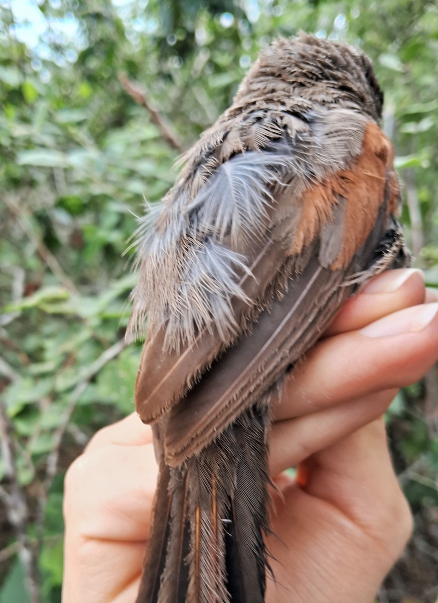 Red-shouldered Spinetail - ML620174582