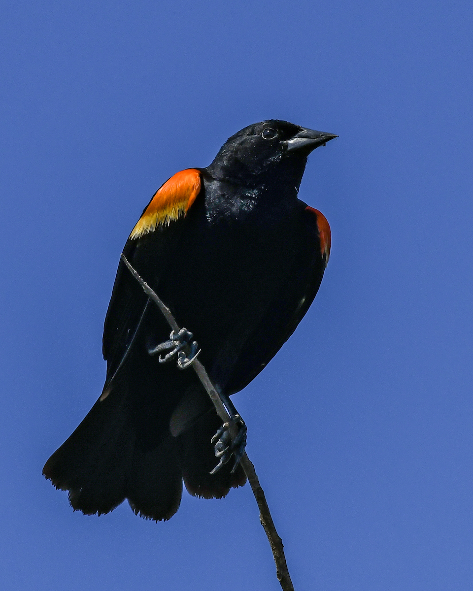 Red-winged Blackbird - ML620174585