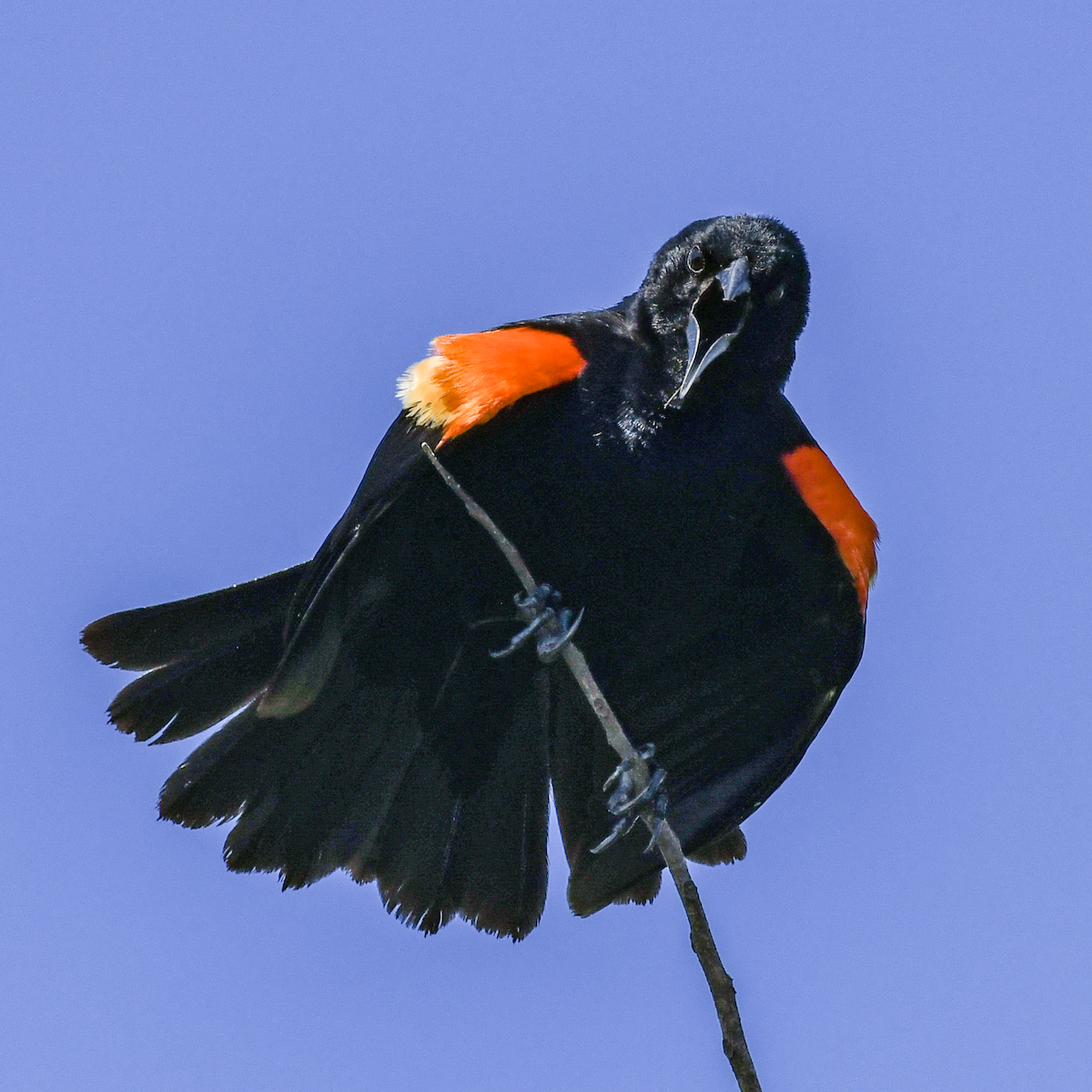 Red-winged Blackbird - ML620174587