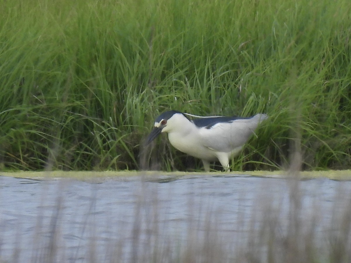 Black-crowned Night Heron - ML620174588