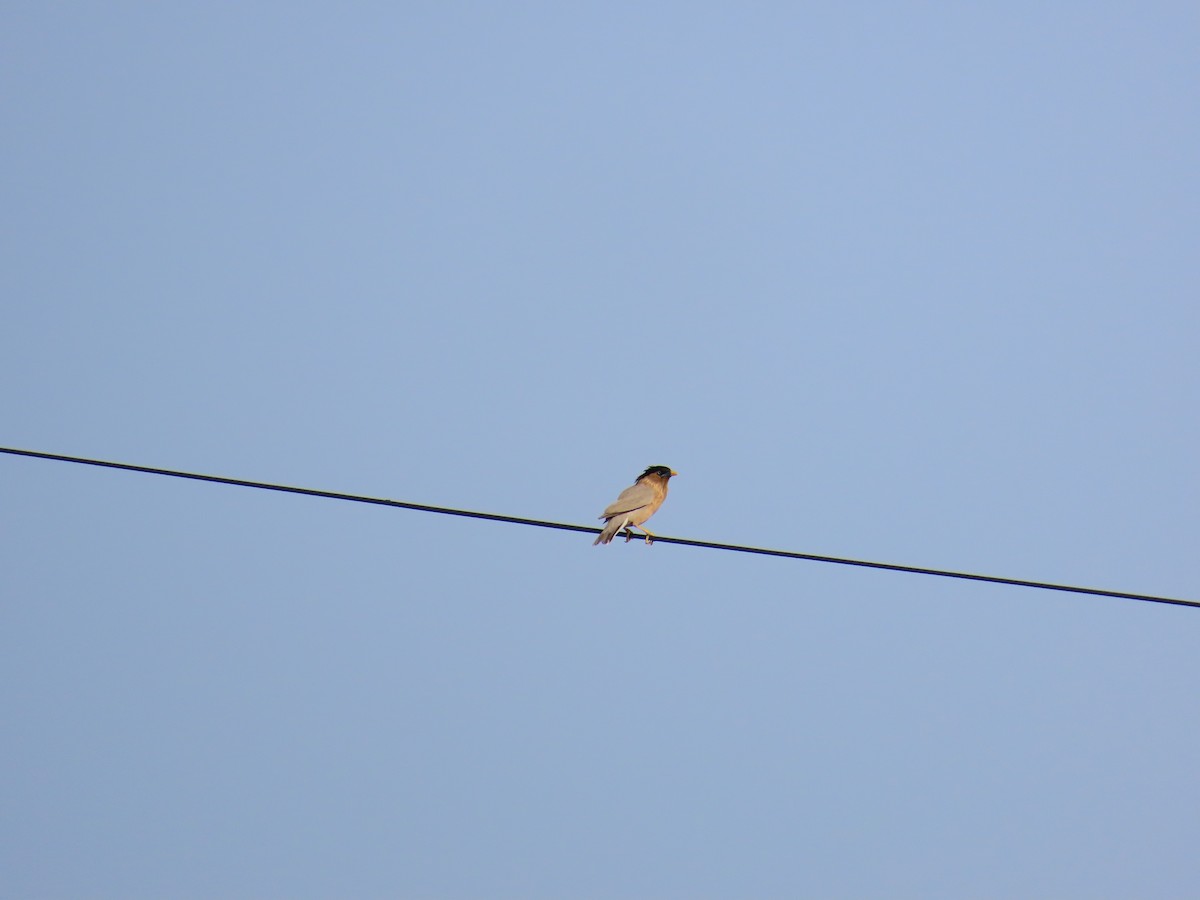 Brahminy Starling - ML620174589