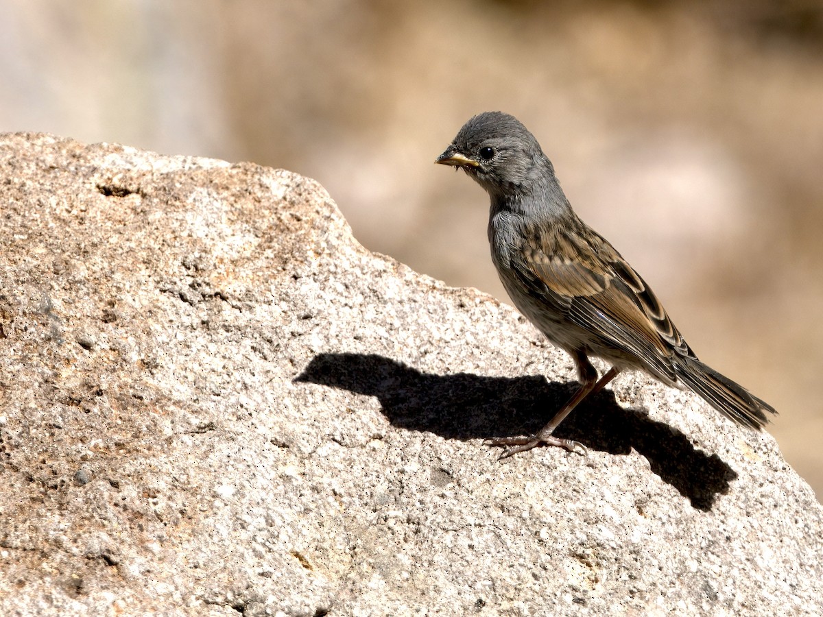 Black-chinned Sparrow - ML620174591