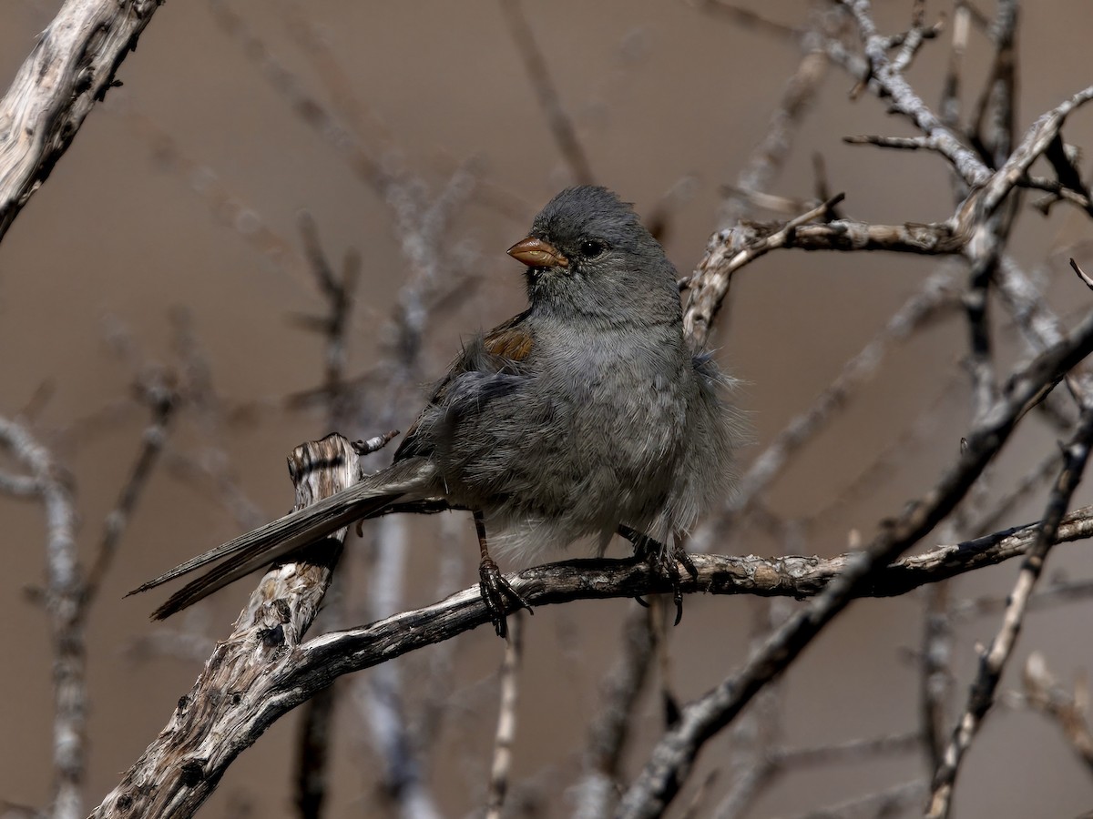 Black-chinned Sparrow - ML620174592