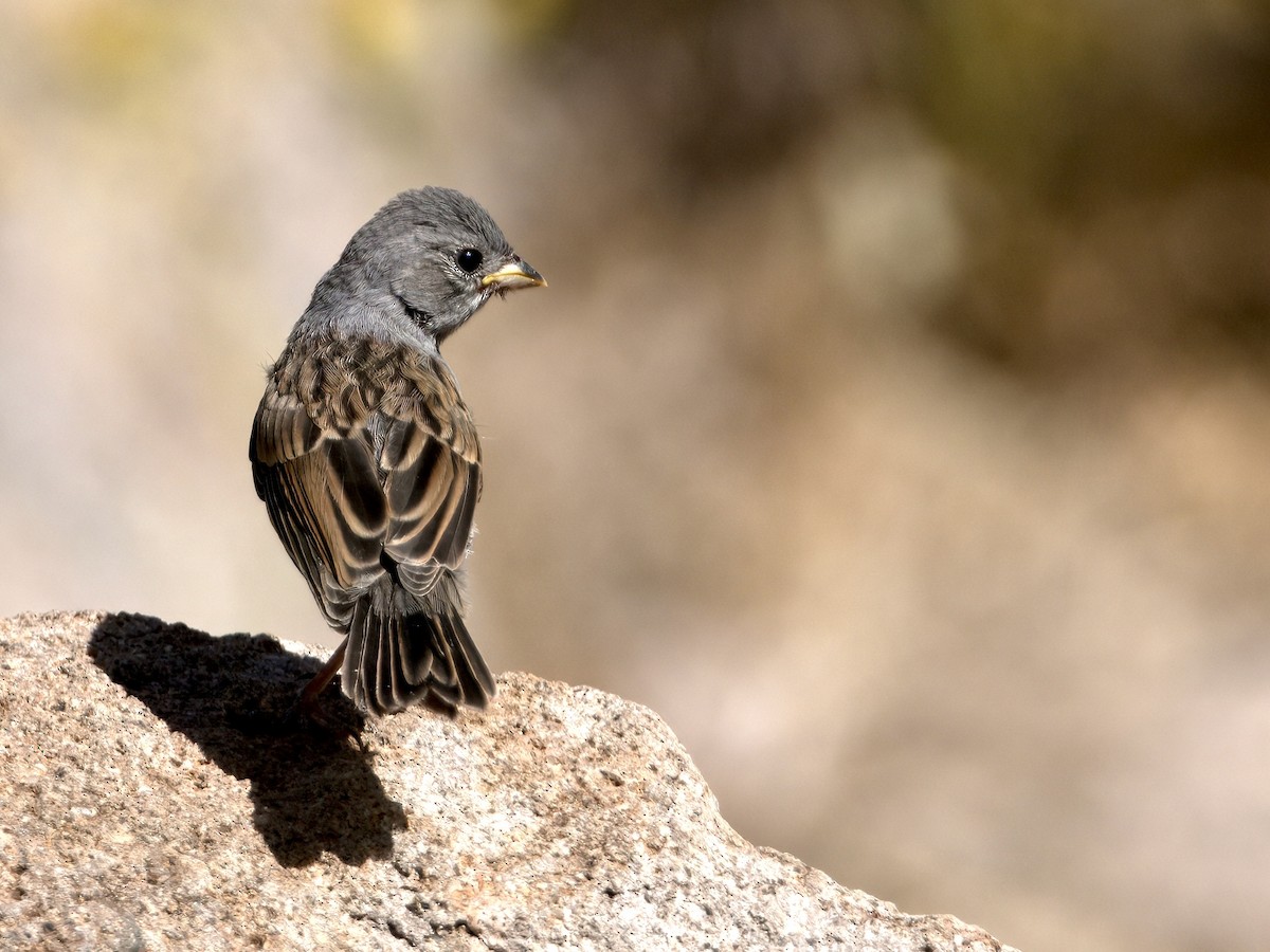 Black-chinned Sparrow - ML620174593