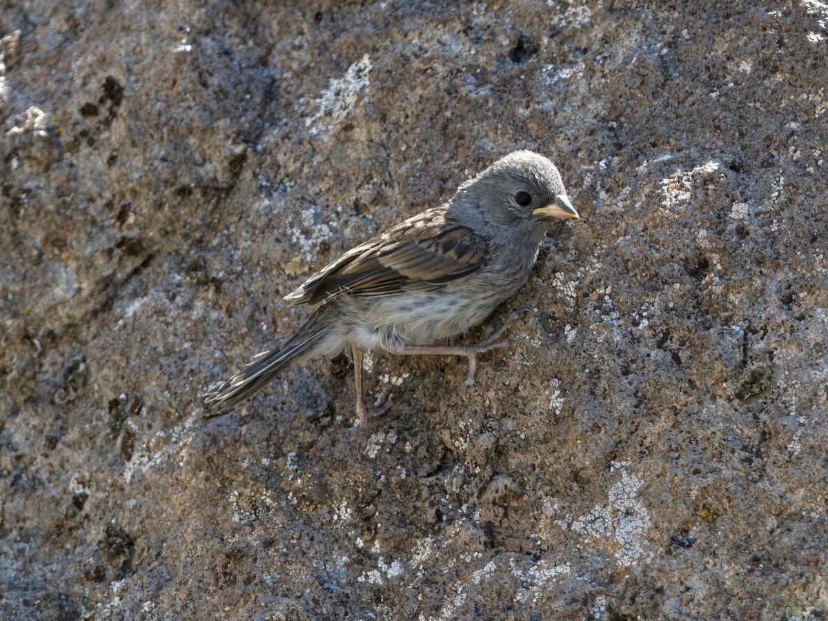 Black-chinned Sparrow - ML620174594
