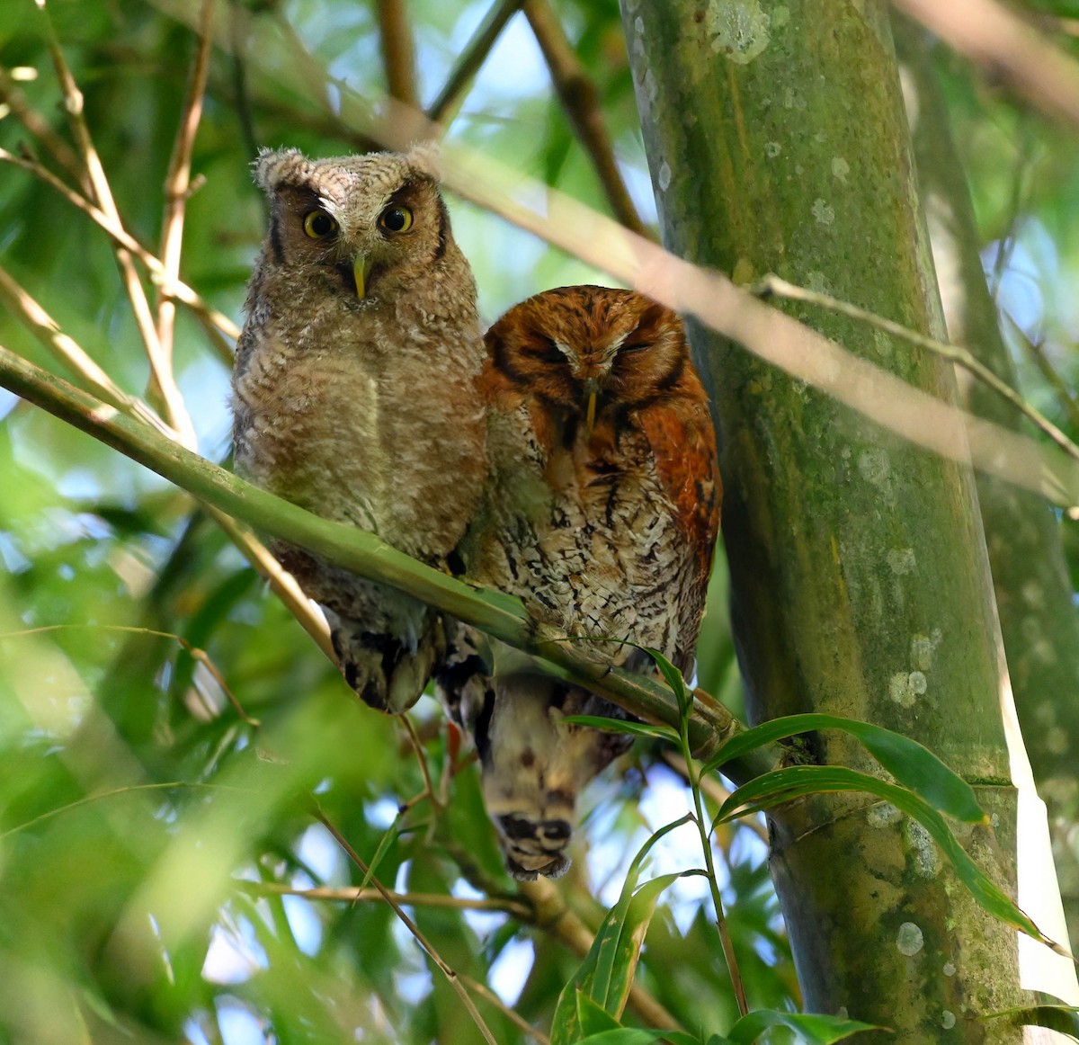 Tropical Screech-Owl - ML620174606