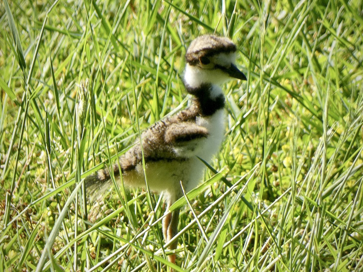 Killdeer - ML620174613