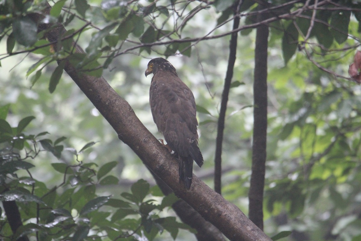 Crested Serpent-Eagle - ML620174620